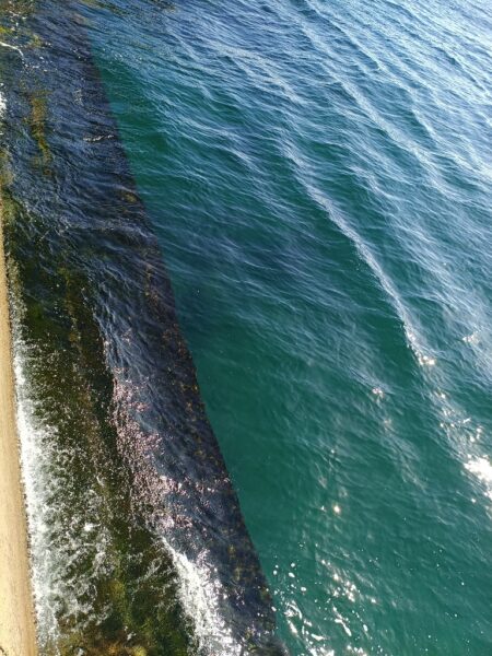 すんなりタコ君