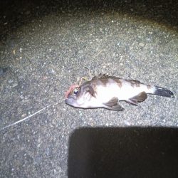 地味に五目釣り達成