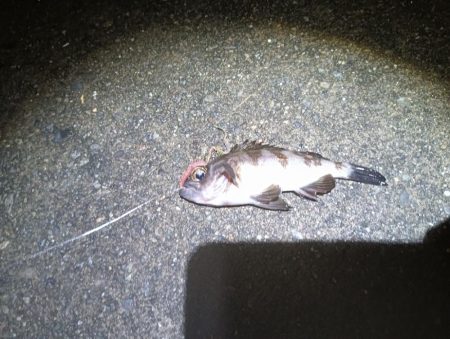 地味に五目釣り達成