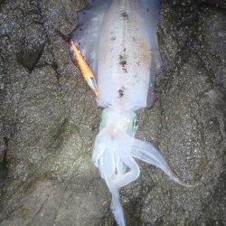 第五回2025秋エギング調査