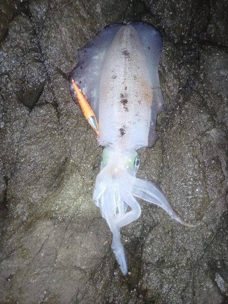 第五回2025秋エギング調査