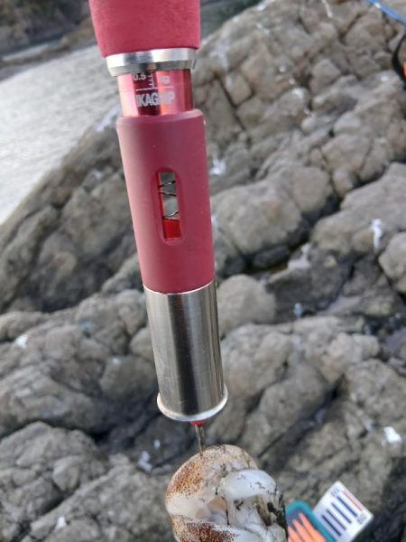 2025秋終盤第六回エギング調査