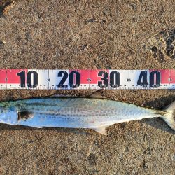 3週間ぶりに今ｼｰｽﾞﾝ5匹目