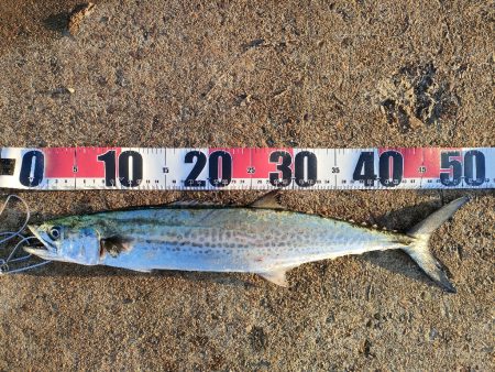 3週間ぶりに今ｼｰｽﾞﾝ5匹目