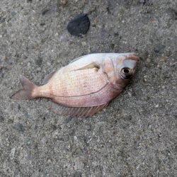 キス狙いのはずが