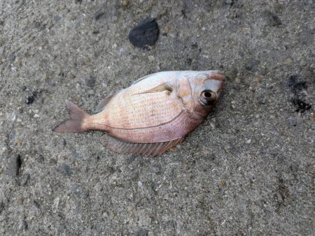 キス狙いのはずが