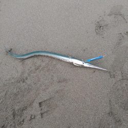 シーバスランカー＋おまけ