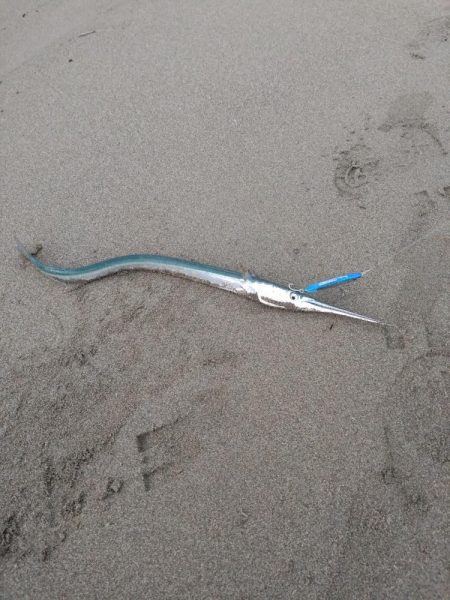 シーバスランカー＋おまけ