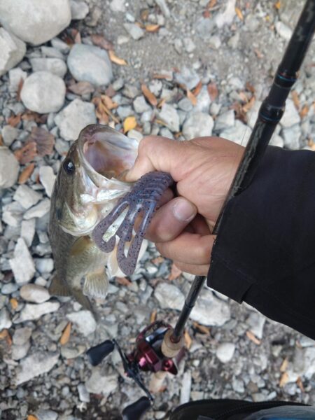 リアクションの釣りで3本