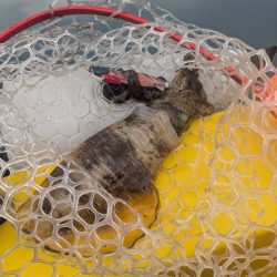 怒涛の5連チャン！でもその後は