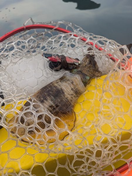 怒涛の5連チャン！でもその後は