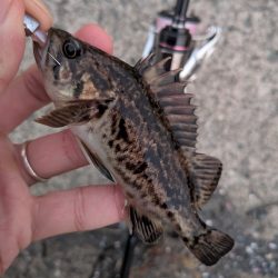 青森遠征ライトロック1日目