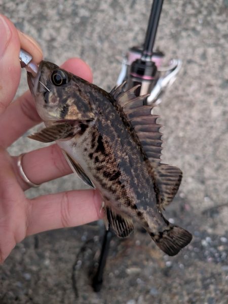 青森遠征ライトロック1日目