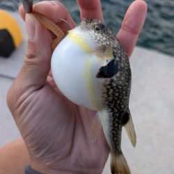 青森遠征ライトロック2日目アイナメ登場