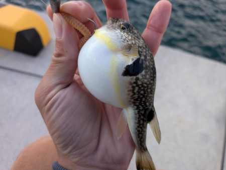 青森遠征ライトロック2日目アイナメ登場