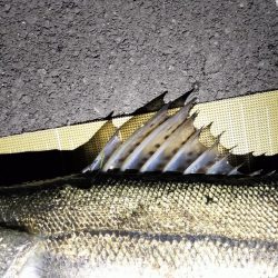 小潮のシーバス調査