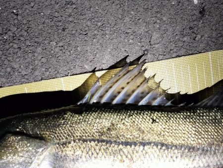 小潮のシーバス調査