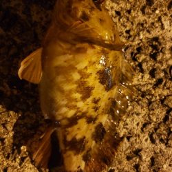 アジ探し@佐野漁港