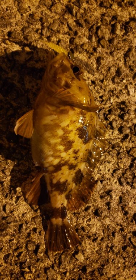 アジ探し@佐野漁港