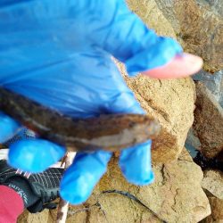 淀川マハゼ最盛期