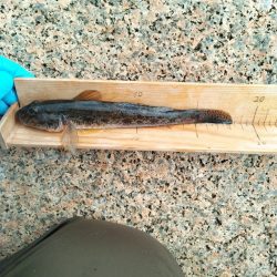 マハゼ〜あと一歩…