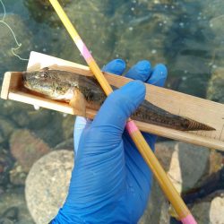 ようやく20cm超えのマハゼ