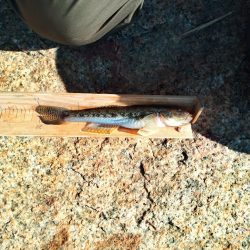 マハゼ〜サイズ更新