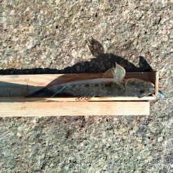 マハゼ〜日課…