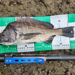 広島市内河川チヌトップ！