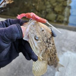 広島市内河川満喫フィッシング