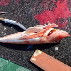 初ホウボウ＆白甘鯛