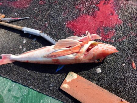 初ホウボウ＆白甘鯛