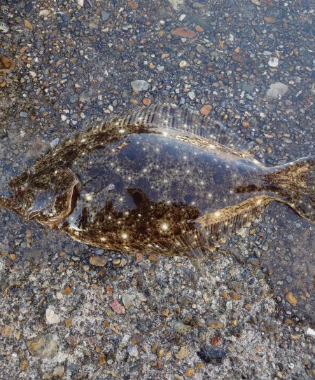 シーバス、ツバス、ヒラメがヒット！