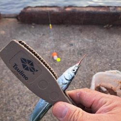 湧いた良型サヨリからのアジ