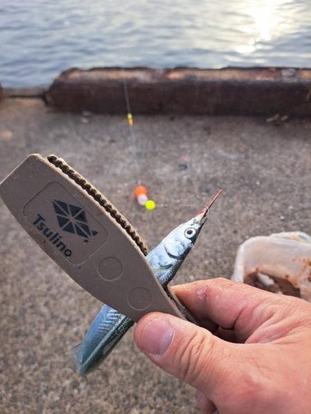 湧いた良型サヨリからのアジ