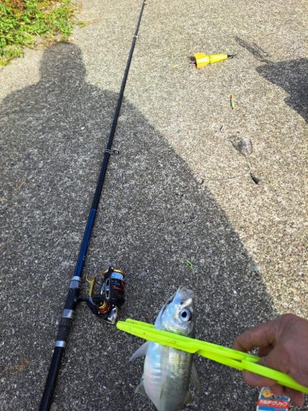 逢えたデカあじ