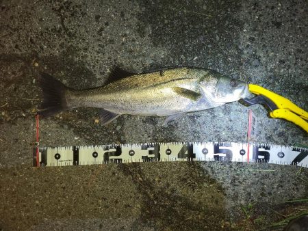 シーバスとアジ