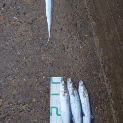 最近太刀魚からサゴシ