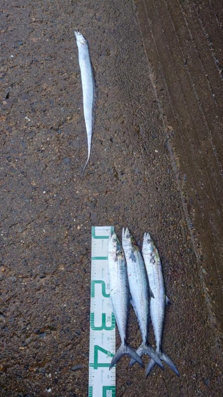 最近太刀魚からサゴシ