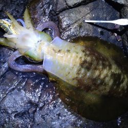 荒れる前にエギング