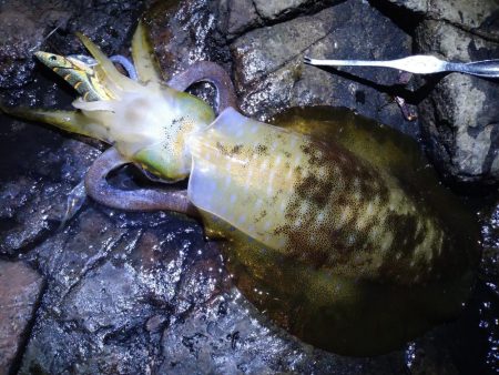 荒れる前にエギング