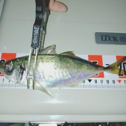 毎年恒例アジ狙いのカゴ釣り🎣