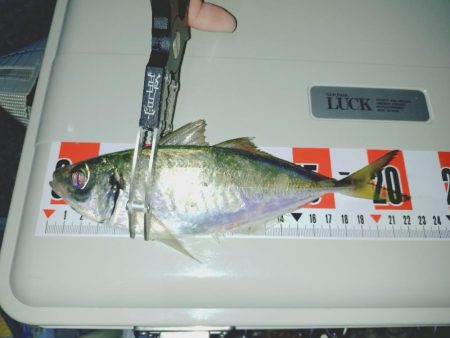 毎年恒例アジ狙いのカゴ釣り🎣