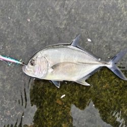 シーバスフィッシング