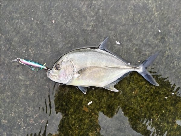 シーバスフィッシング