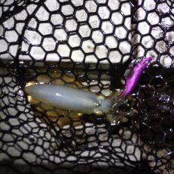 極寒ティップラン