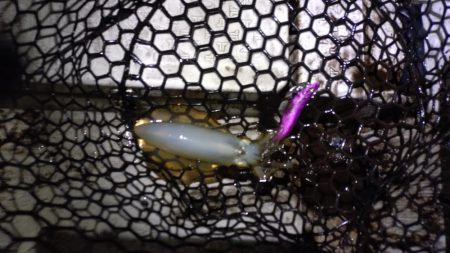 極寒ティップラン