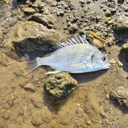 四目釣れました!