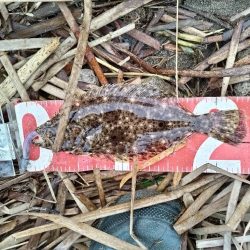 マゴチとソゲが釣れました!