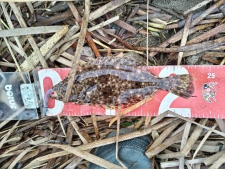 マゴチとソゲが釣れました!